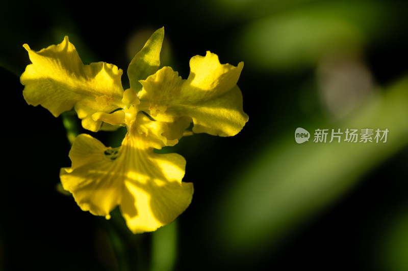 上海辰山植物园兰花微距特写