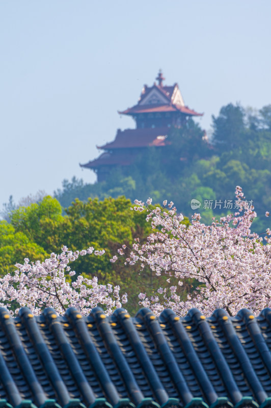 武汉东湖磨山樱花园樱花盛开