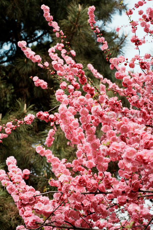 北京元大都公园桃花