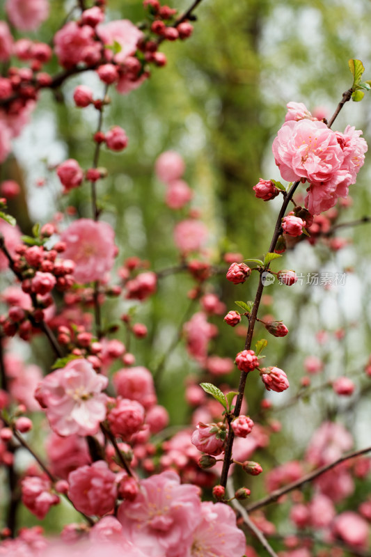 北京四得公园桃花树桃花