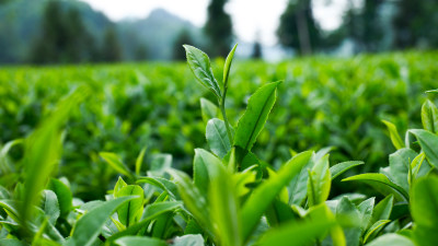 明前茶茶园茶山茶叶美景景色