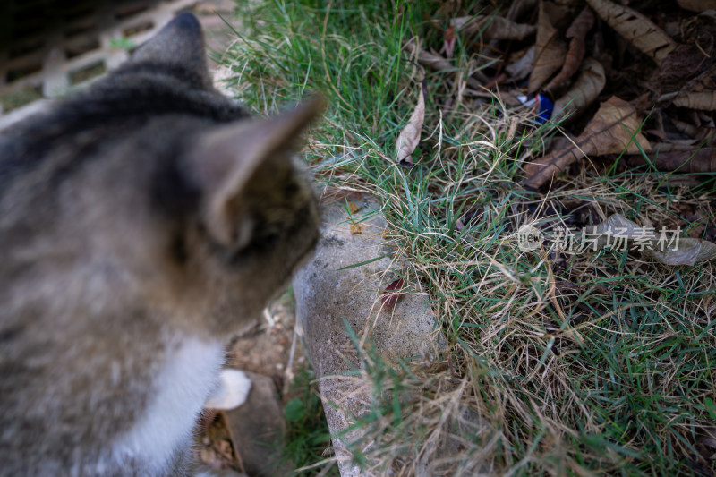 猫咪凝视草地上的昆虫