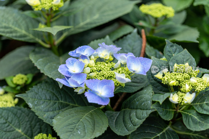 绣球花、花朵