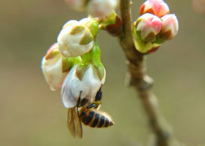 蜜蜂采花特写