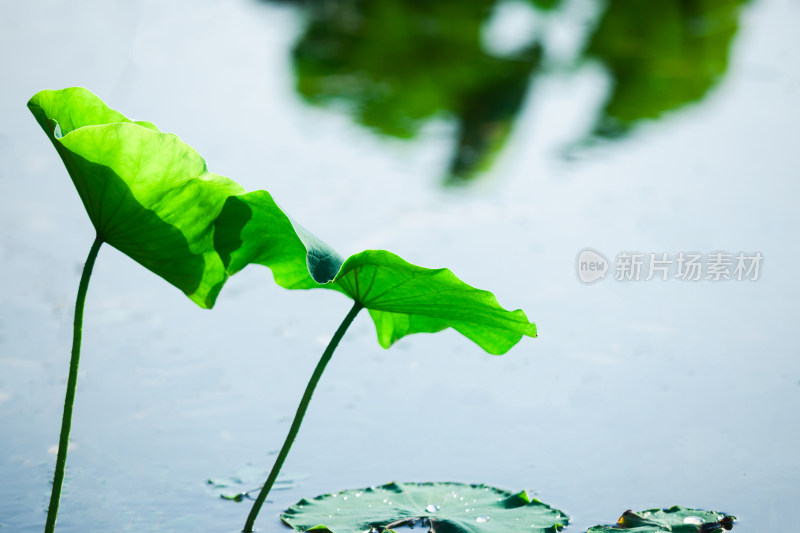 夏天的荷叶