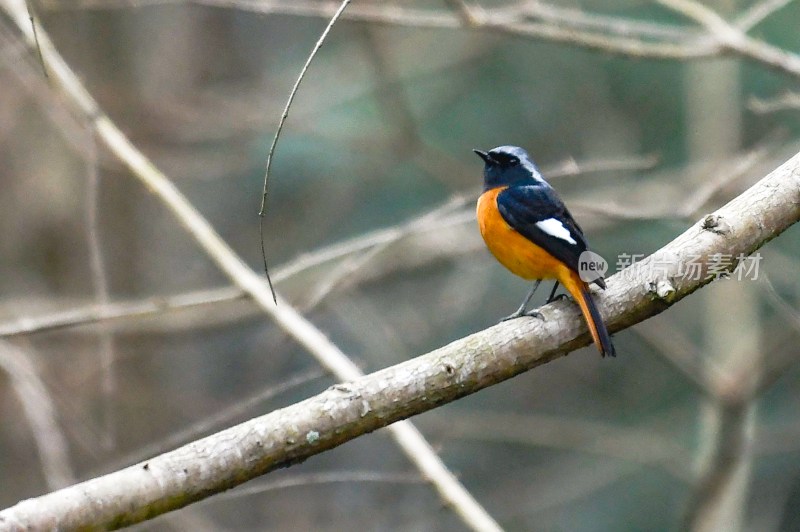 重庆酉阳：铜西树枝上的鸟