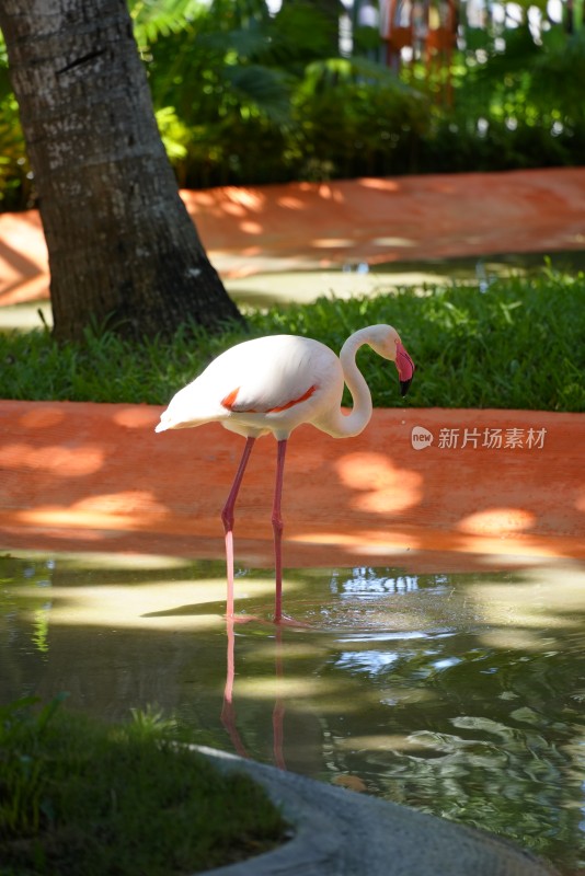 水中站立的火烈鸟