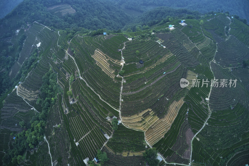 杭州龙井梅岭茶园