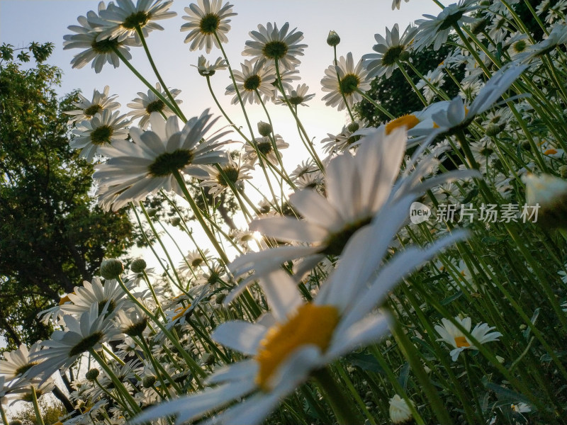 户外大场景下的成片白色雏菊自然景象