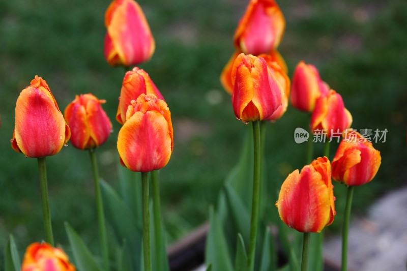 美丽鲜花郁金香花卉