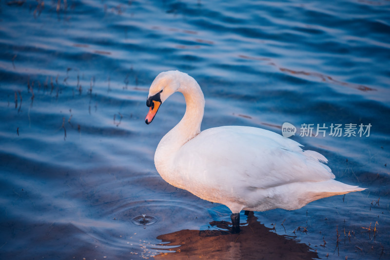 郑州北龙湖湿地公园的黑疣鼻天鹅