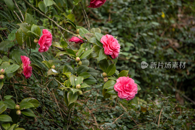 盛开的粉红色山茶花