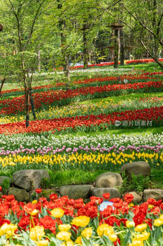 武汉东湖樱园的郁金香花海