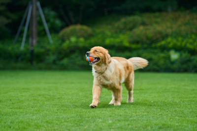 晴天在户外草地上欢快活动的金毛寻回犬