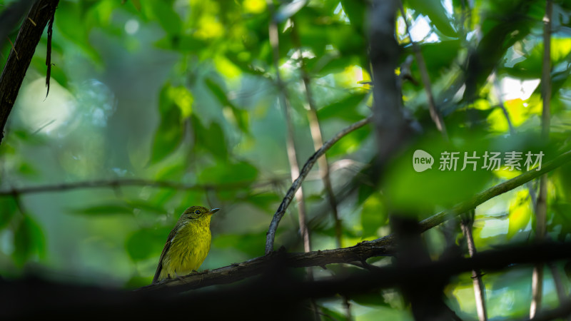 绿背姬鹟（Ficedula elisae）