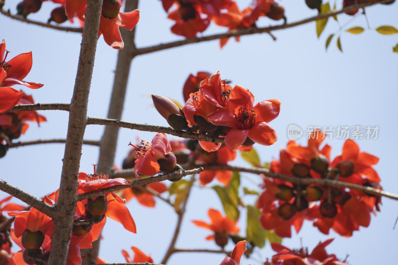 盛开的木棉花