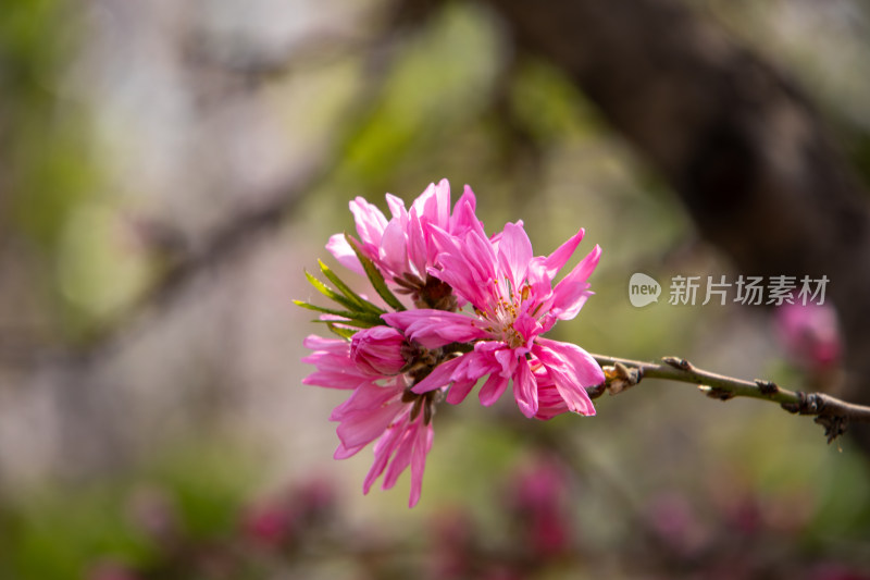 春天枝头绽放的粉红色菊花桃