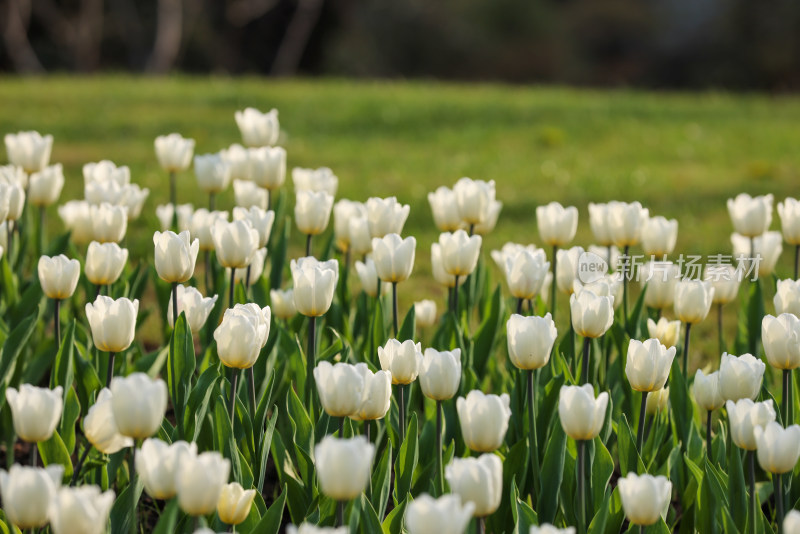 杭州太子湾公园绽放的白色郁金香花海