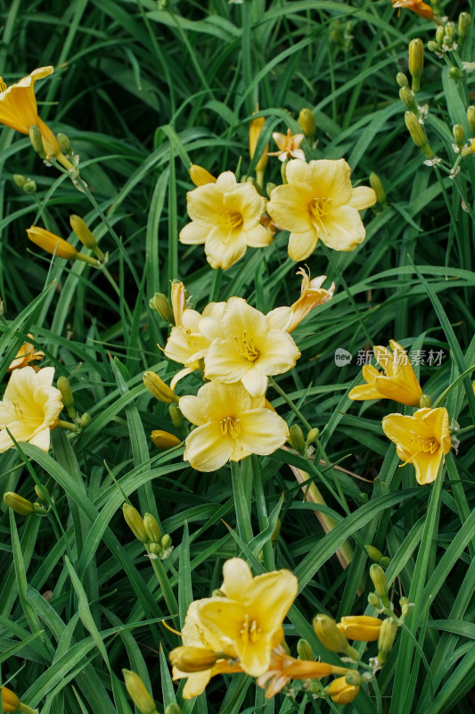 北京花乡公园萱草花