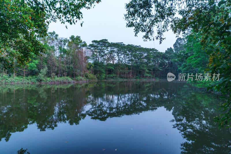 广州番禺大夫山森林公园水塘湖泊树林