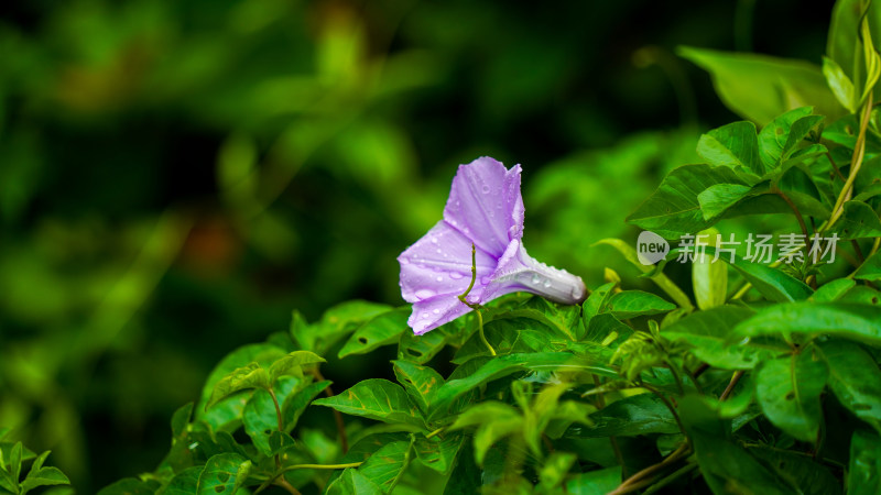 雨后清新牵牛花