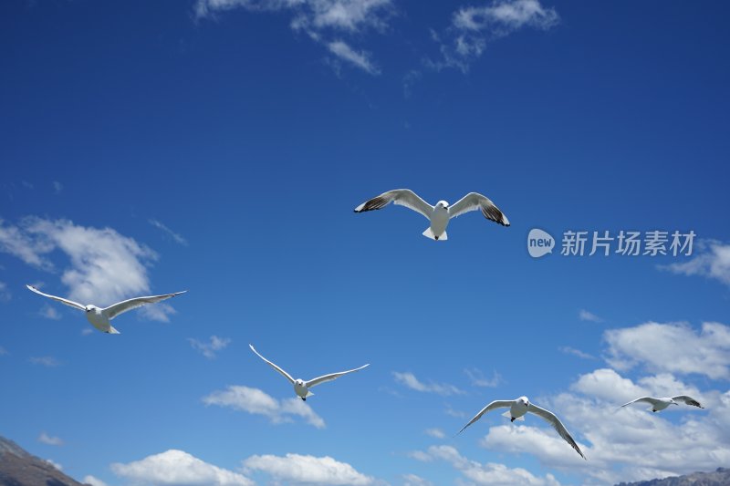 蓝天下飞翔的海鸥