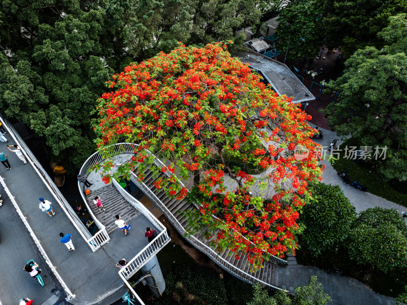 中国广东省广州市越秀区海印桥凤凰花