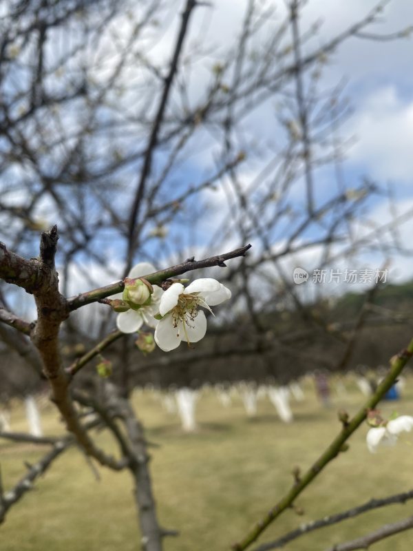 广州萝岗香雪公园梅花盛开