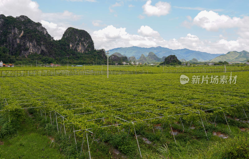 黄金百香果种植园户外生态种植