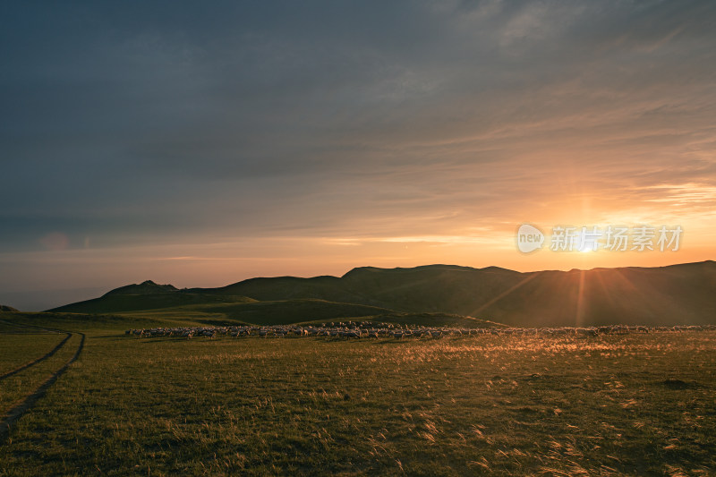 草原上羊群在夕阳下的景象