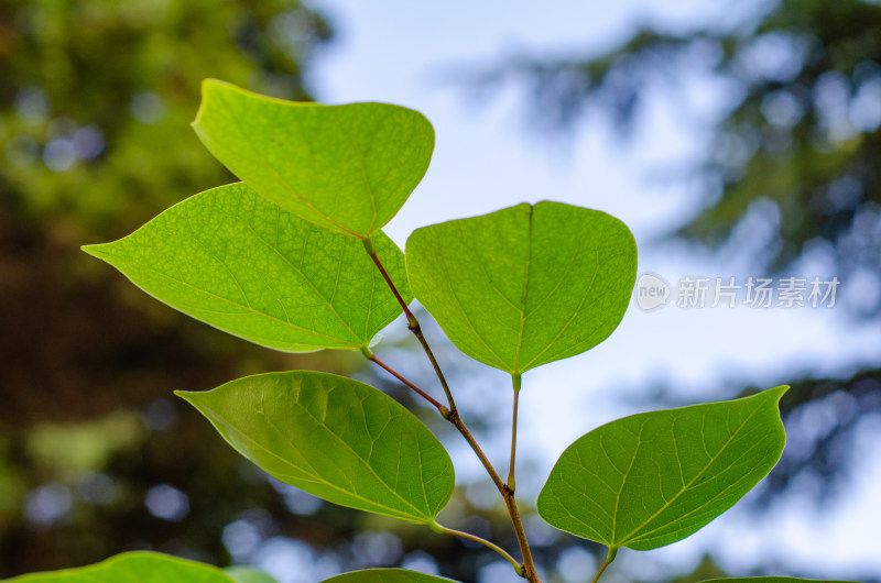 夏日的绿叶