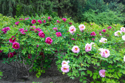 北京景山公园牡丹花花卉