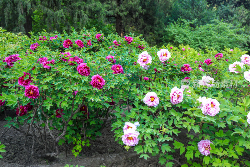 北京景山公园牡丹花花卉