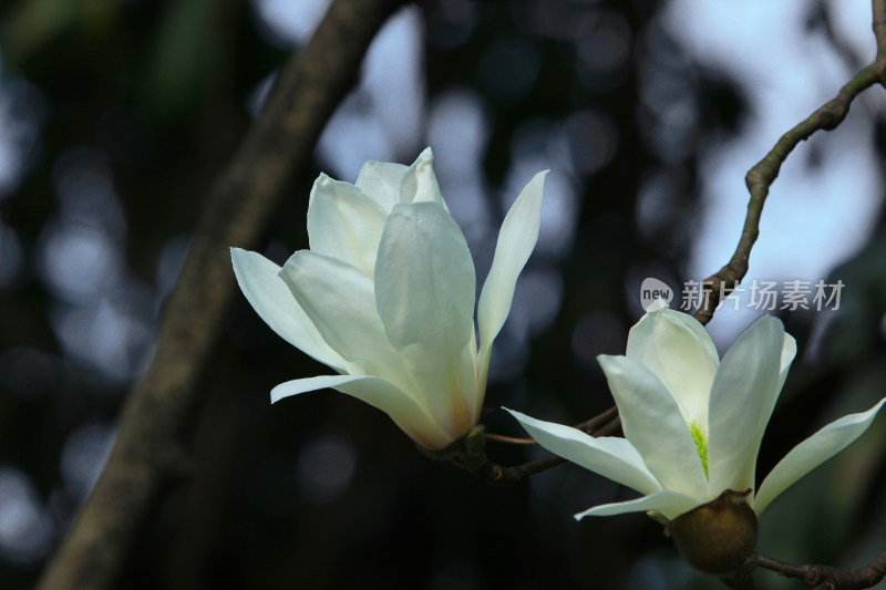 白玉兰花