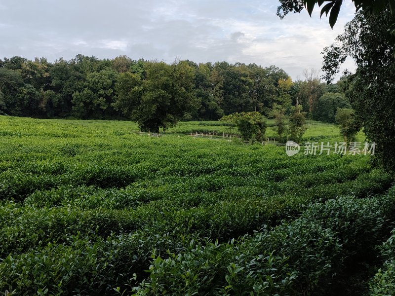 绿意盎然的茶园自然风光