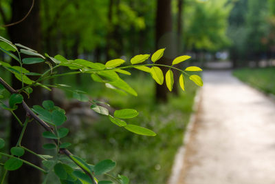 道路旁的一株小草