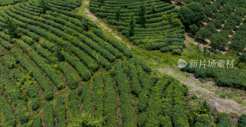 茶叶茶山茶艺茶园采茶茶红茶绿茶春茶茶叶茶