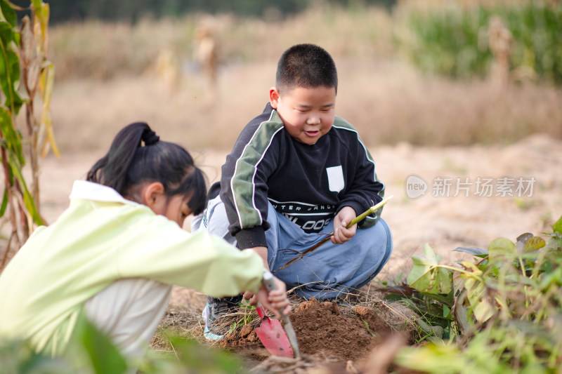 男孩和女孩一起地里挖地瓜