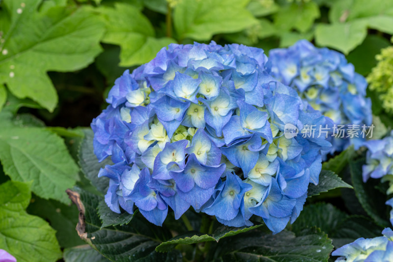 绣球花、花朵