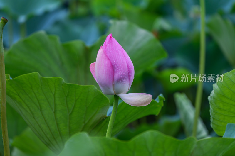 夏季荷塘荷花莲蓬荷叶特写