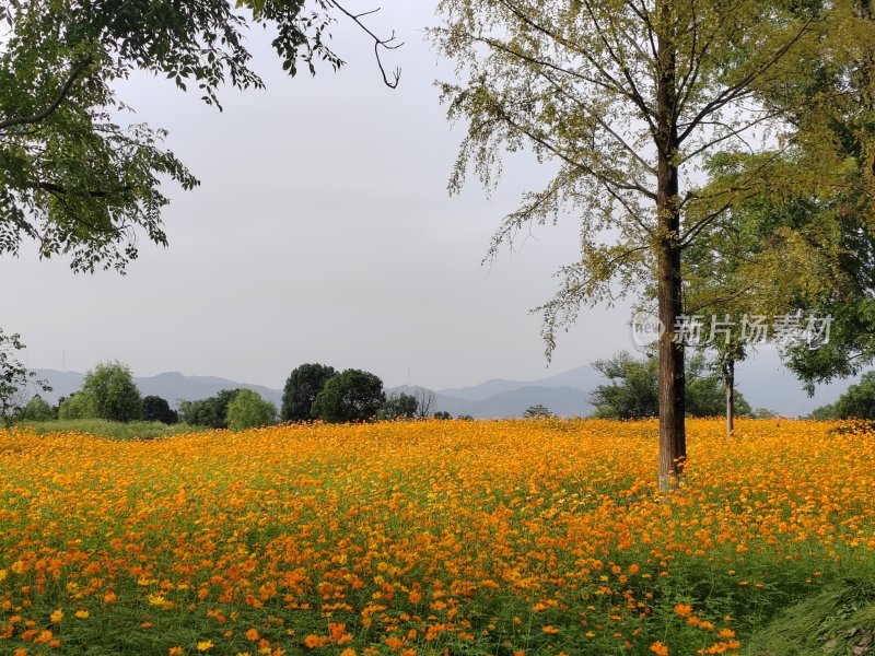 户外开阔地中大片橙黄色花田的美丽景致