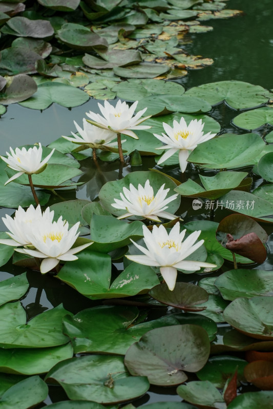 北京国家植物园睡莲