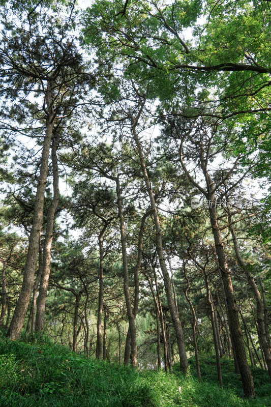 北京圆明园公园树林风景