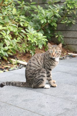 小区里的猫