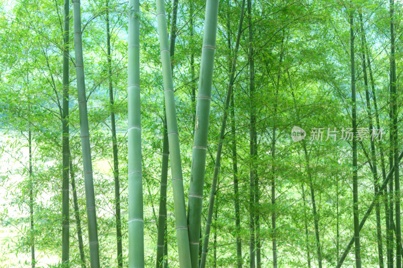 绿色竹海