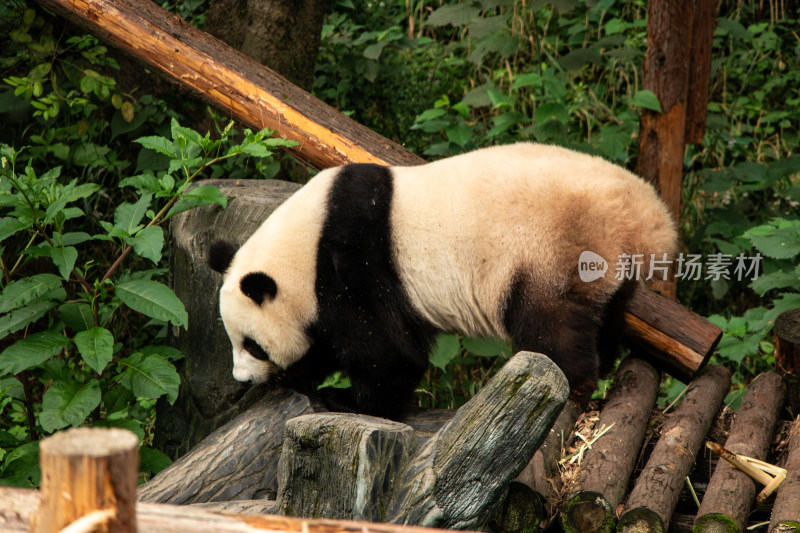 南京红山动物园憨态可掬的大熊猫爬行