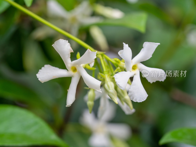 春天的风车茉莉白花特写