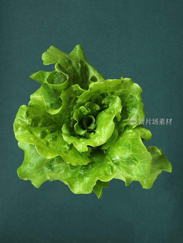 绿色背景上的一颗新鲜蔬菜生菜