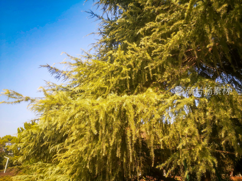 绿色植物杉树摄影图