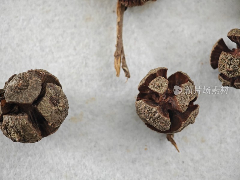 干制植物足球果果实微距特写